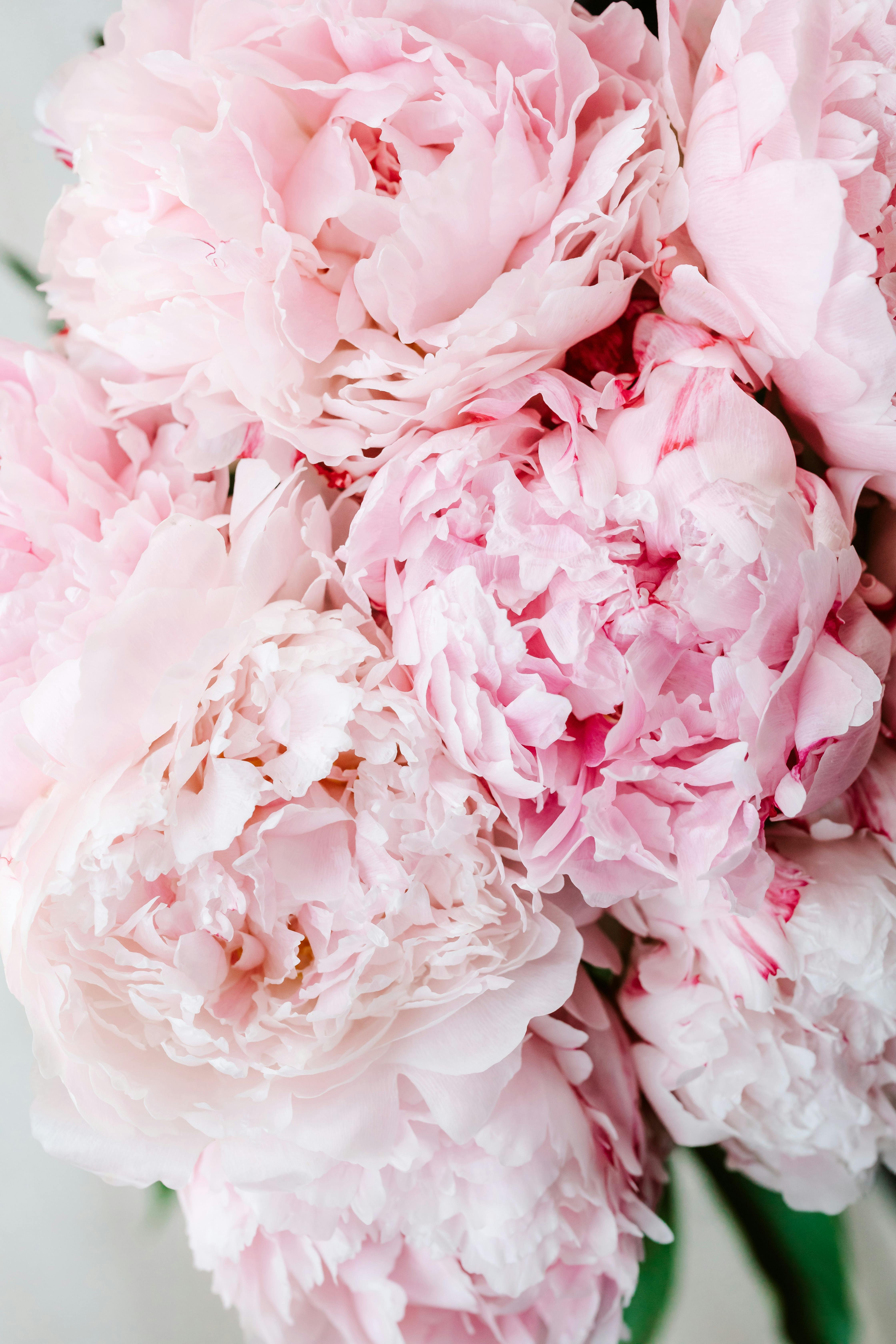 Dark Floral Peonies Wallpaper