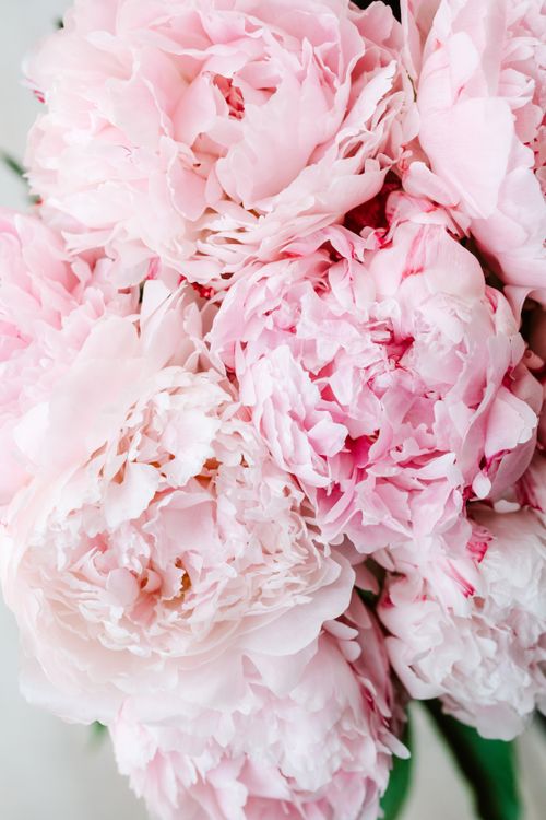 Free Close-up of delicate pink peonies in full bloom, showcasing their intricate beauty and soft textures. Stock Photo