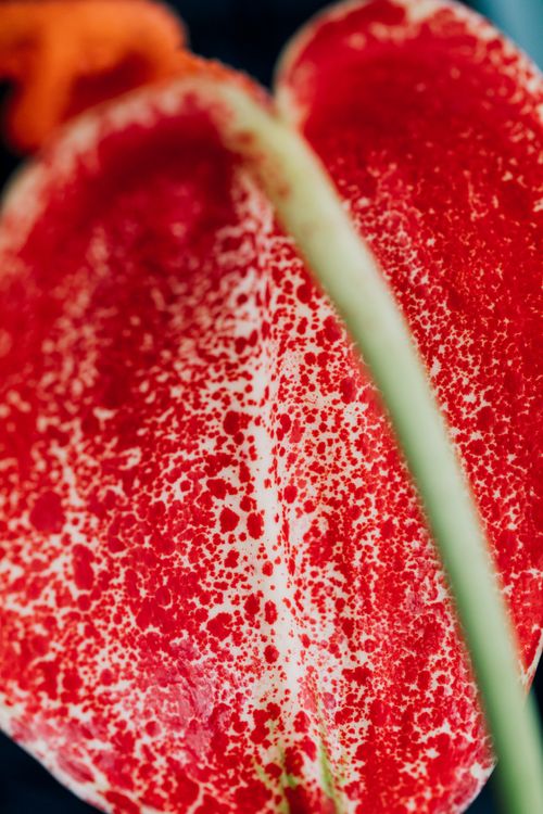 Free Detailed close-up of a vibrant red spotted anthurium flower petal, highlighting its texture and colors. Stock Photo