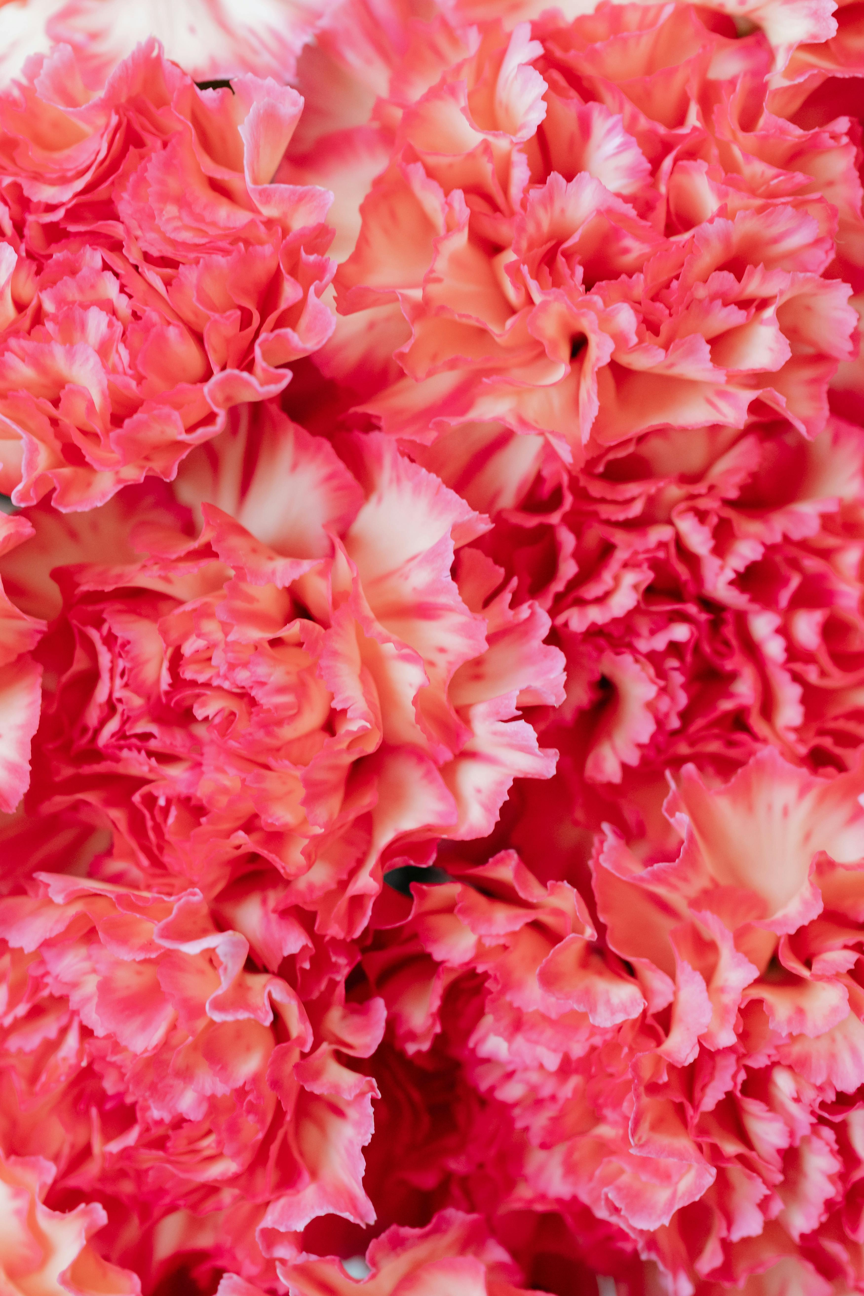 Vibrant bushel of red and light red carnations with leaves on Craiyon