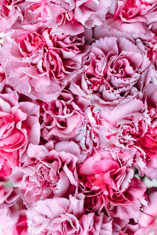 Close Up of Pink Flowers