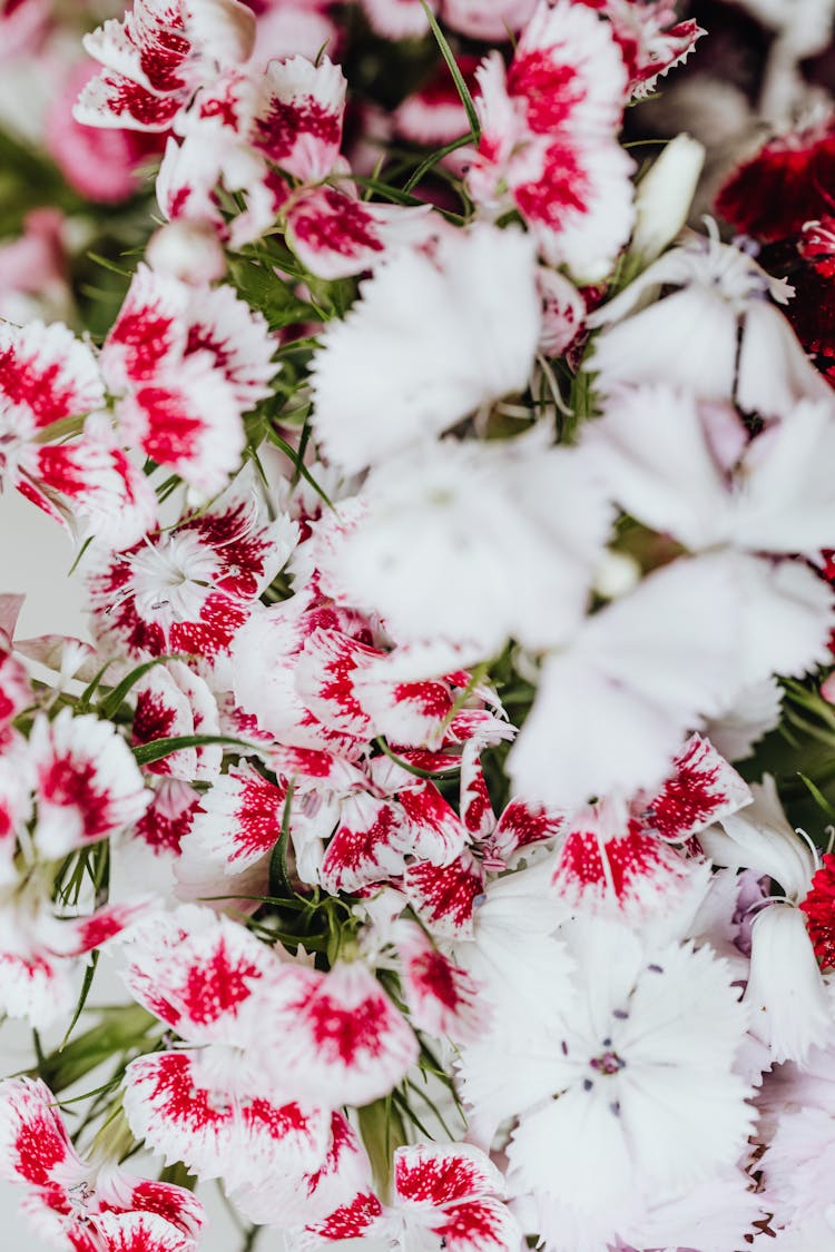 Close Up Of Pink And White Flowers