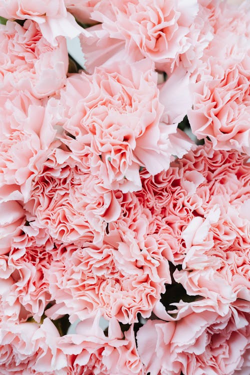 Close Up of Pink Flowers