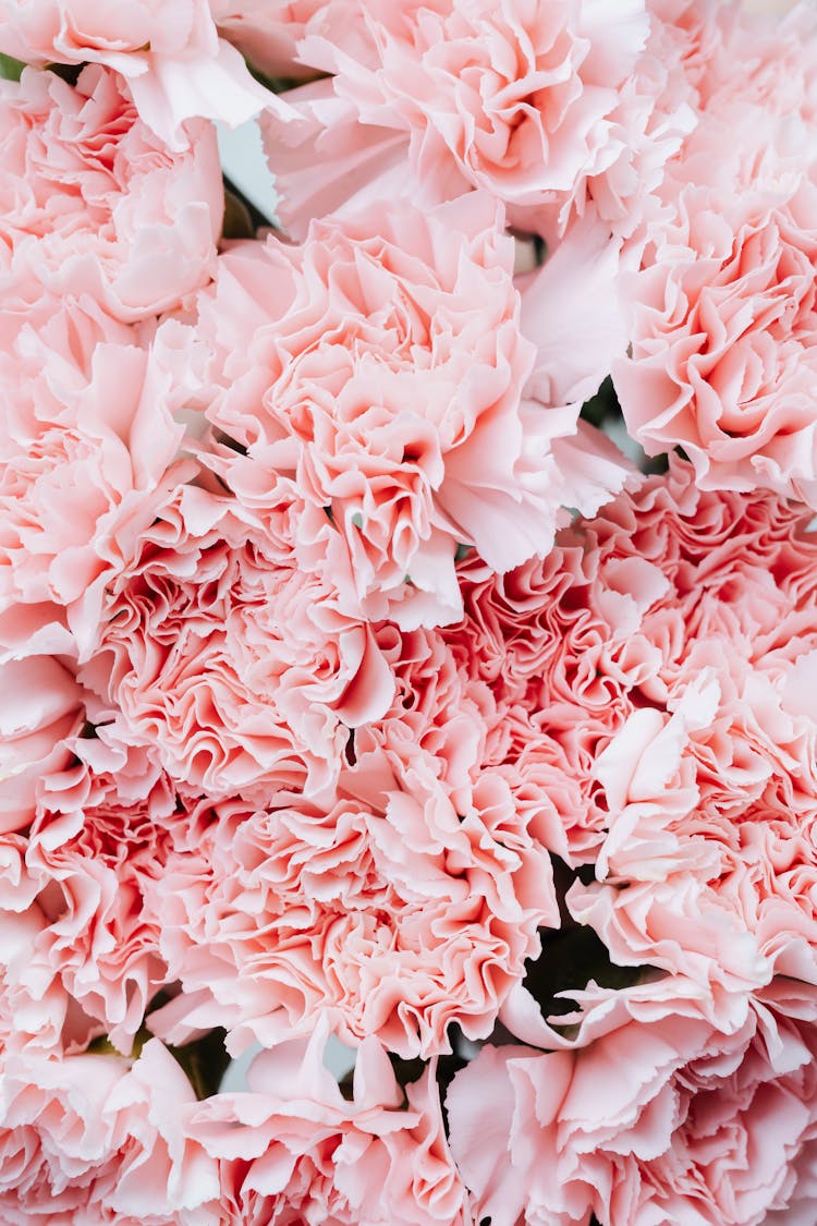 Close Up Of Pink Flowers