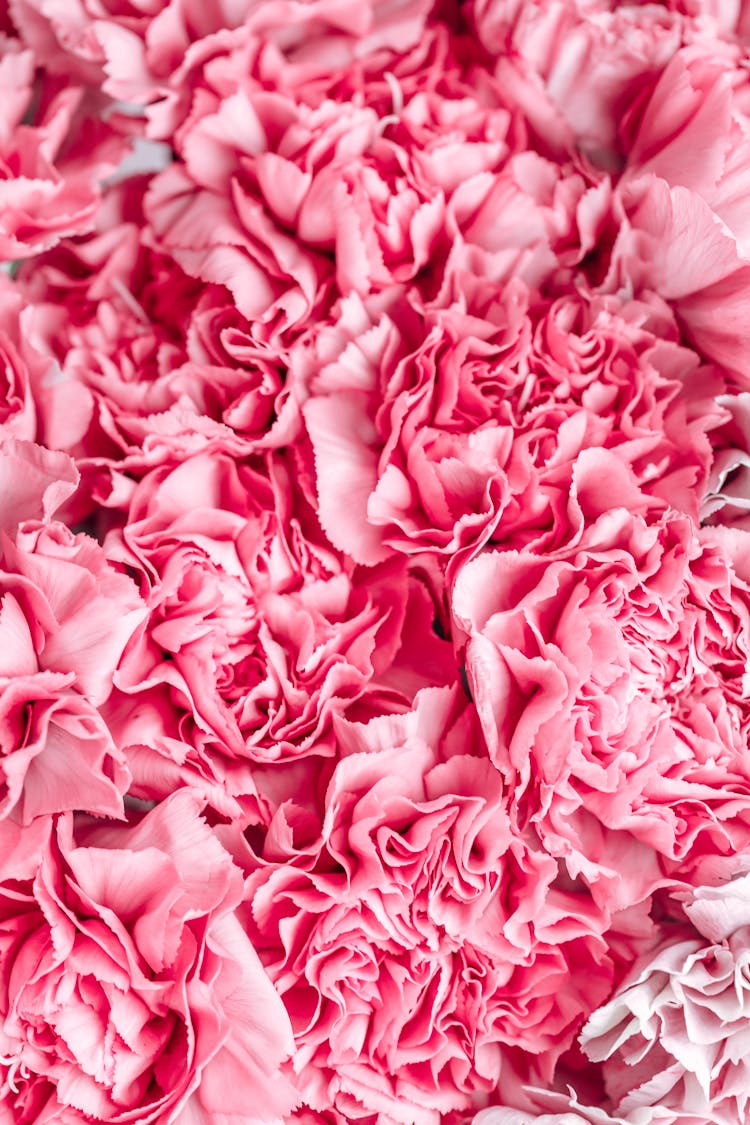 Close Up Of Pink Flowers