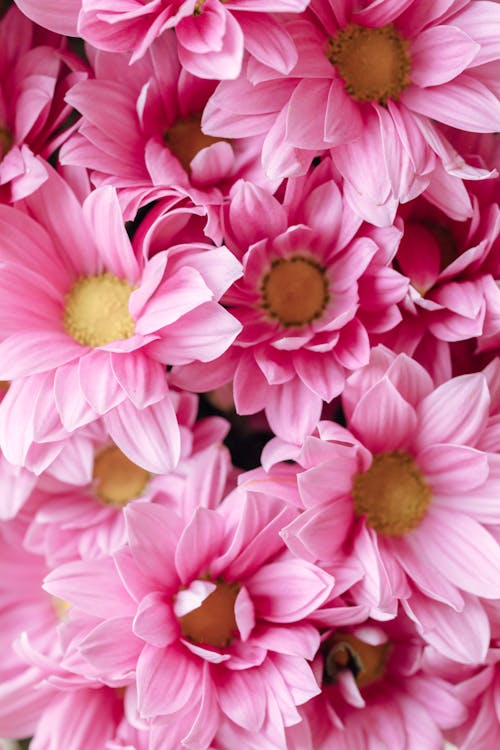 Close Up of Pink Flowers