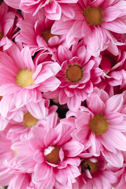 Close Up of Pink Flowers · Free Stock Photo