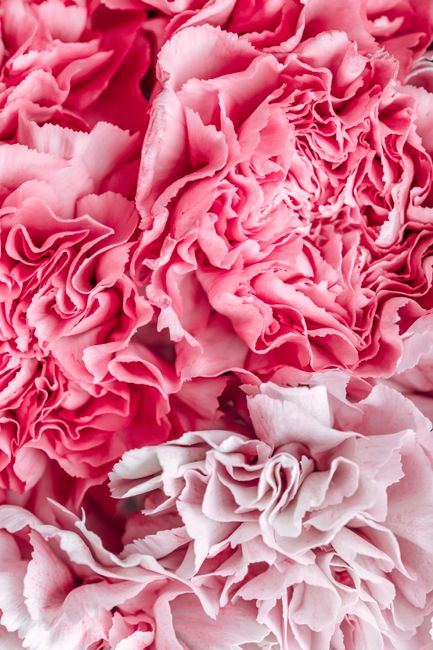 Detailed close-up of blooming pink carnations, highlighting their delicate texture and vibrant color.