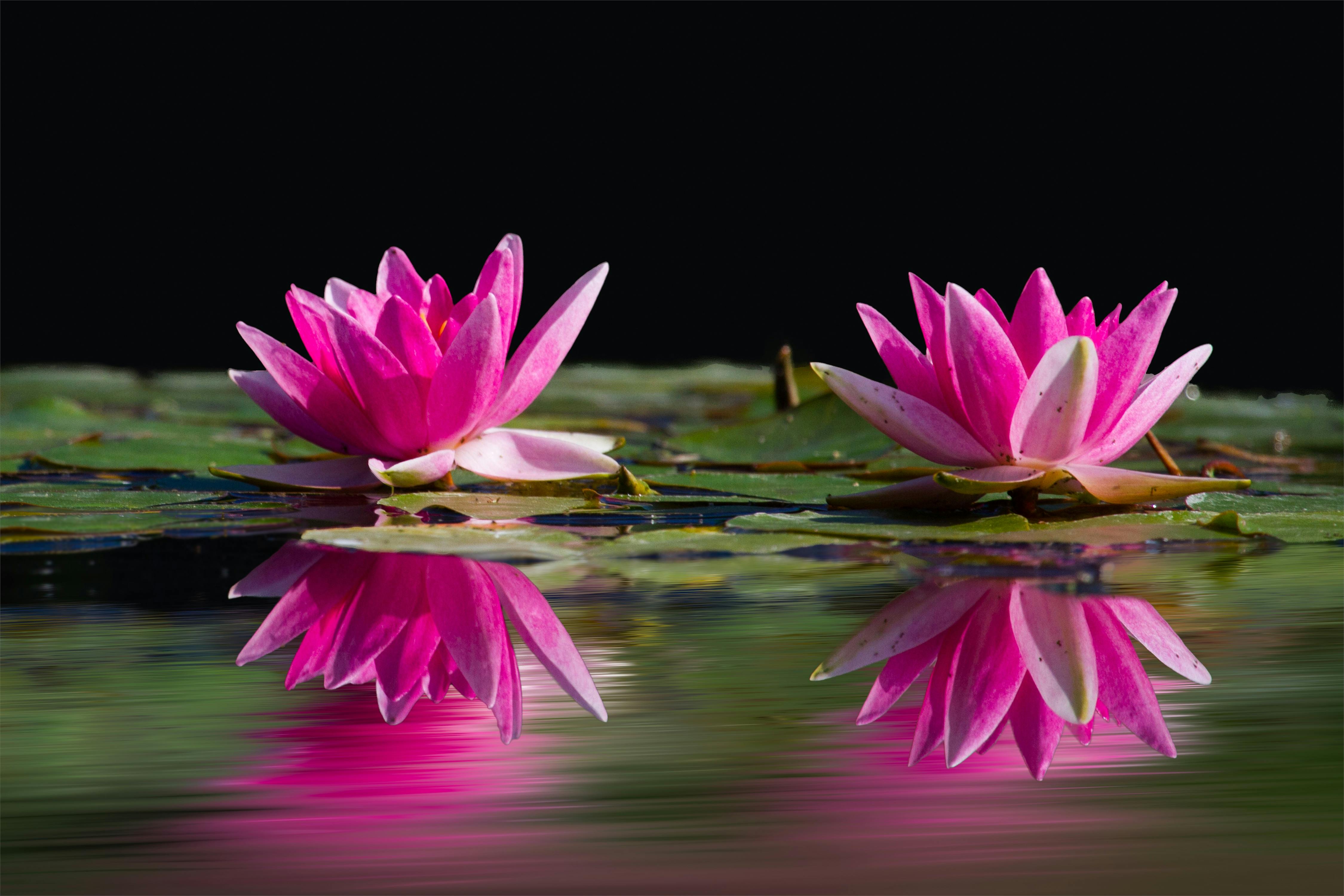 Two Lotus Flowers Surrounded by Pods Above Water · Free Stock Photo