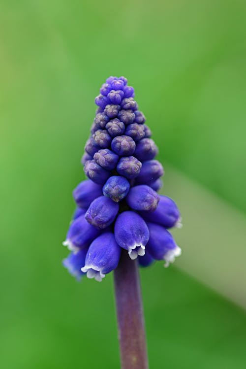 Blue and White Petaled Flower