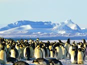 在南极冰层上，一群帝企鹅聚集，背景是雪山