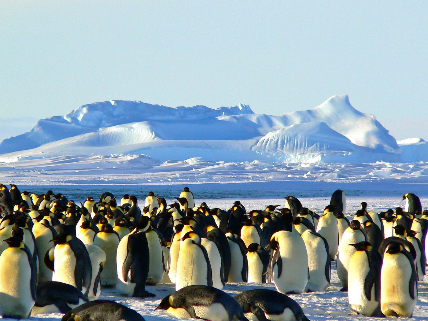 A group of emperor penguins on Antarctic ice with snowy mountains behind