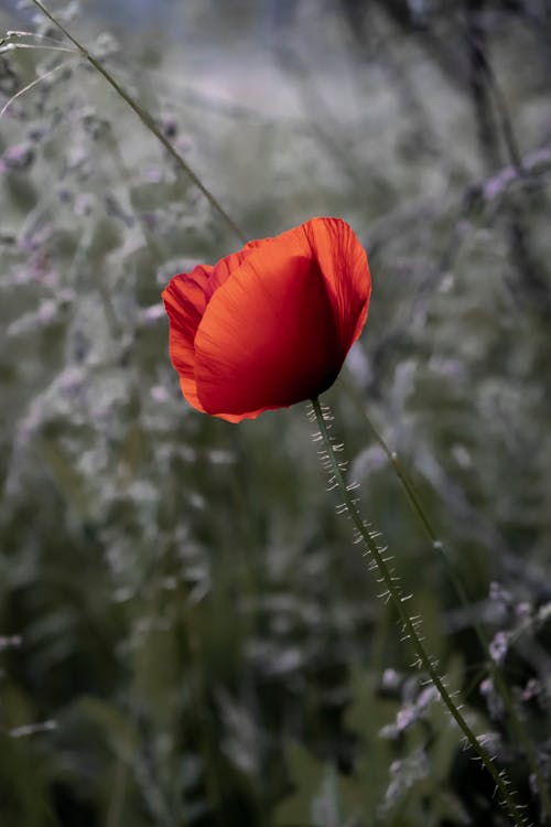 Delicate red blooming flower of beautiful poppy