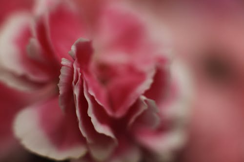 Pink and Pink Petaled Flower