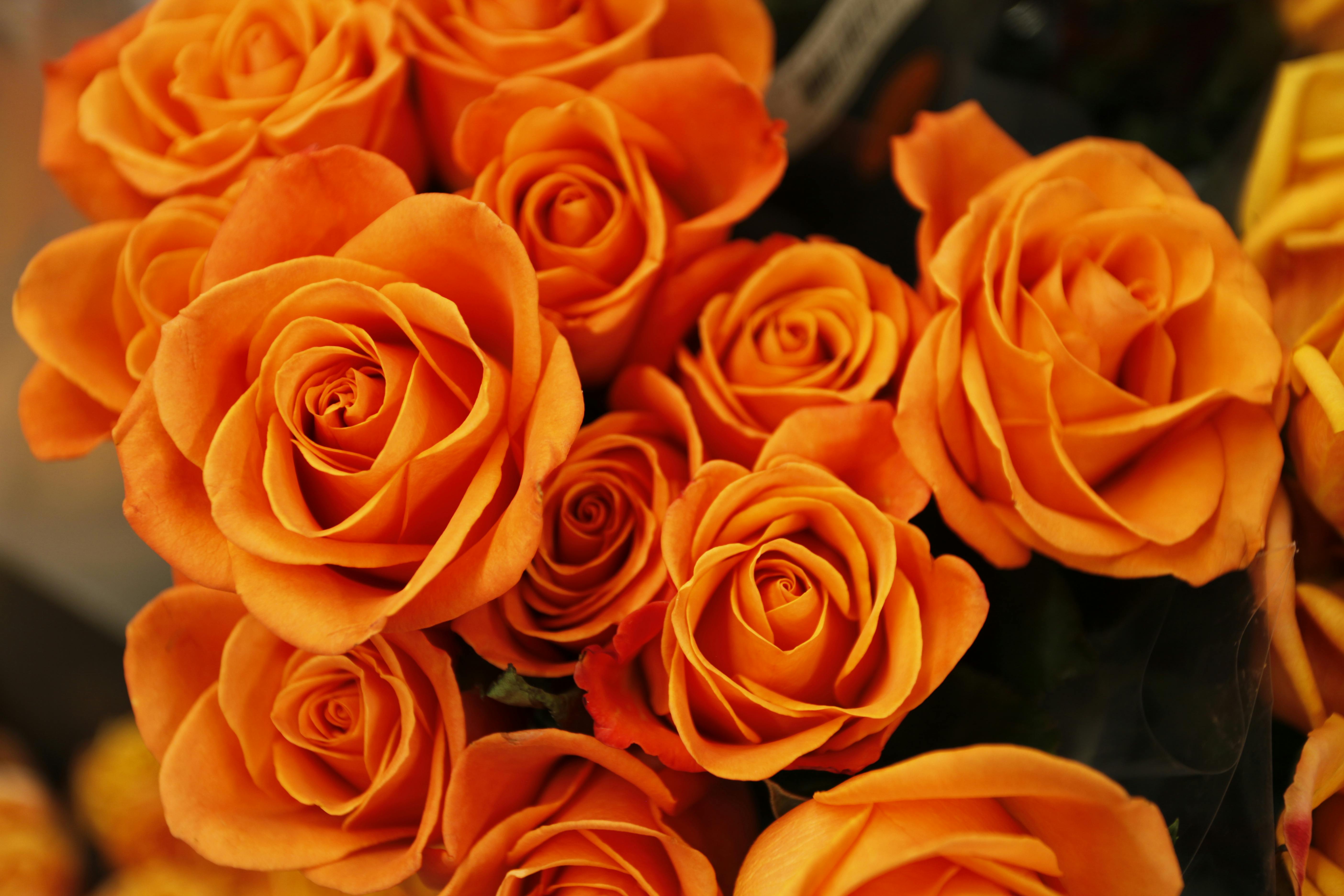 550 Orange Flower Pictures  Download Free Images on Unsplash
