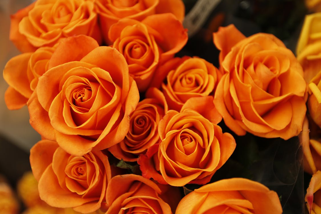 無料 オレンジの花びらの花のベッド 写真素材