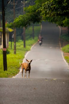 森林的道路上站着一只狗，四周是郁郁葱葱的绿色植物，远处还有一名摩托车手