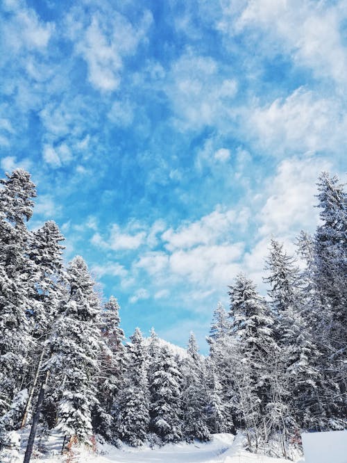 Gratis lagerfoto af himmel, lodret skud, skov