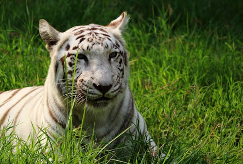 139,428+ Best Free White tiger Stock Photos & Images · 100% Royalty ...