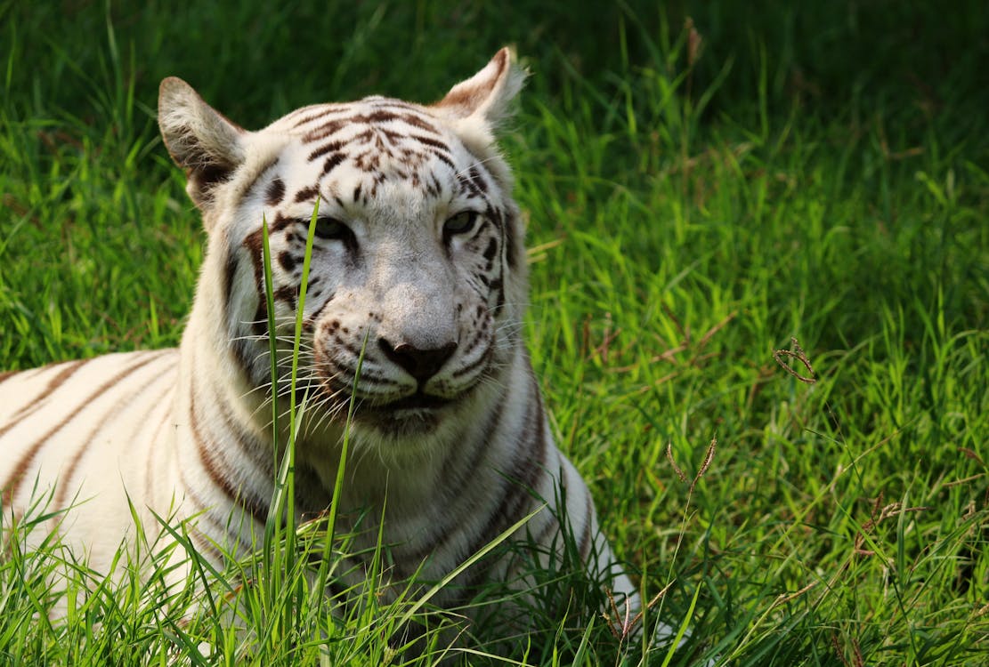 White tiger