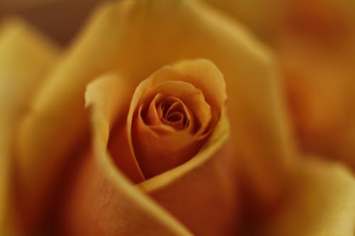 Free stock photo of flower, macro, yellow rose