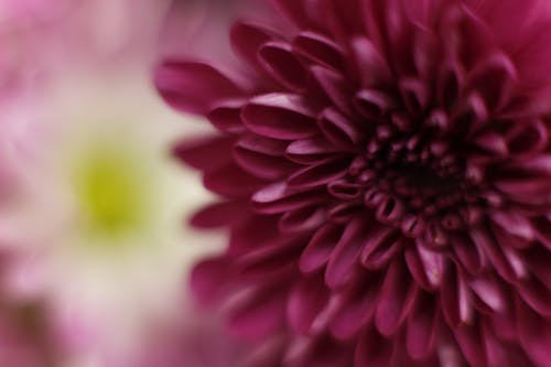 Free stock photo of flowers, macro