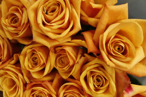 Free stock photo of flowers, macro, roses