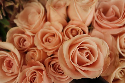 Free stock photo of flowers, macro, roses