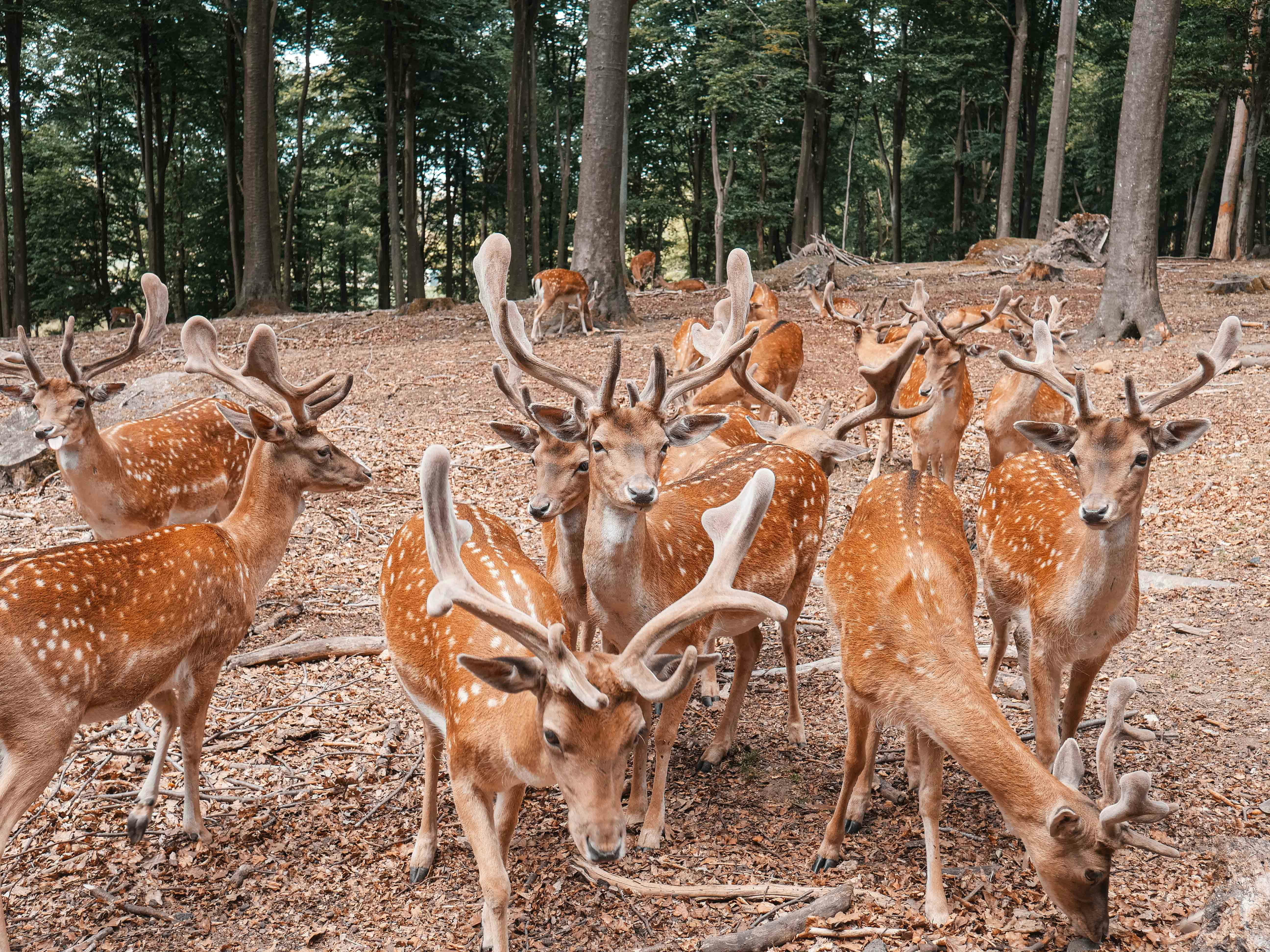 grátis Foto profissional grátis de adular, ambiente natural, animais Foto profissional
