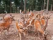A peaceful herd of deer roaming a forest in Odense, Denmark, showcasing natural wildlife beauty.