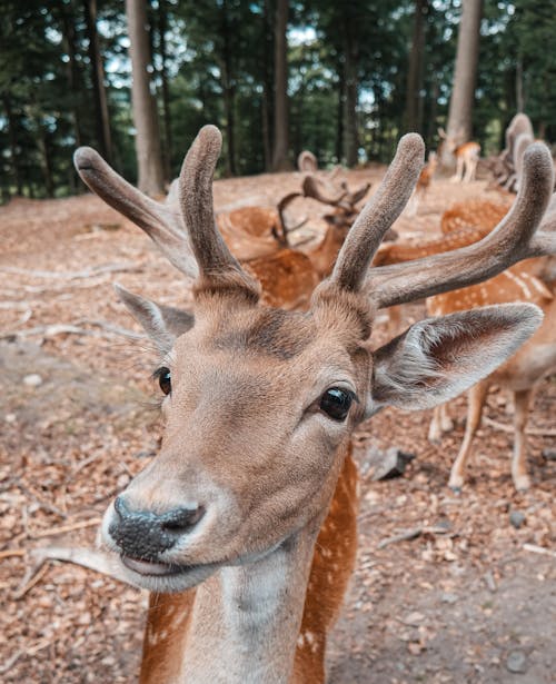 Free stock photo of beauty in nature, cute animal, cute deer