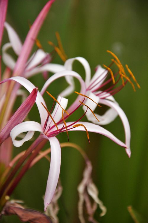 Free Close-up of elegant white and pink flowers in bloom with detailed pollen on display. Stock Photo