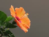 特写镜头中，充满活力的橙色芙蓉花，其精致的花瓣和雄蕊格外突出