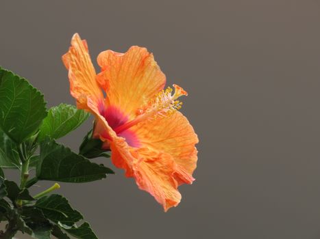 特写镜头中，充满活力的橙色芙蓉花，其精致的花瓣和雄蕊格外突出