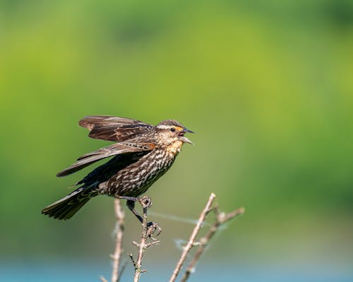 Free Side view of cute small redwing bird with spread wings sitting on thin twig and preparing for flight Stock Photo