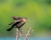Side view of cute small redwing bird with spread wings sitting on thin twig and preparing for flight