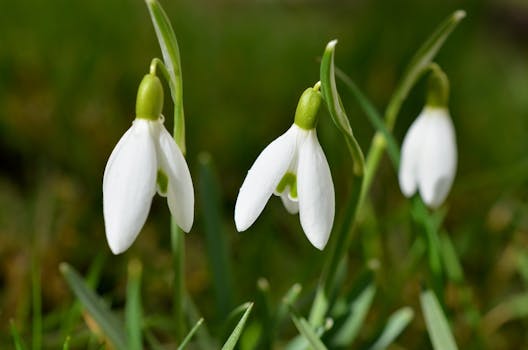 Close Up Photo of White 3 Petal Flower on Green Stem during Daytime
