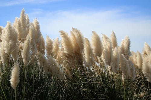 White Grass Under Cloudy Sky