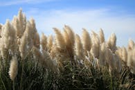 在充满活力的蓝天下，潘帕斯草的特写轻轻摇曳