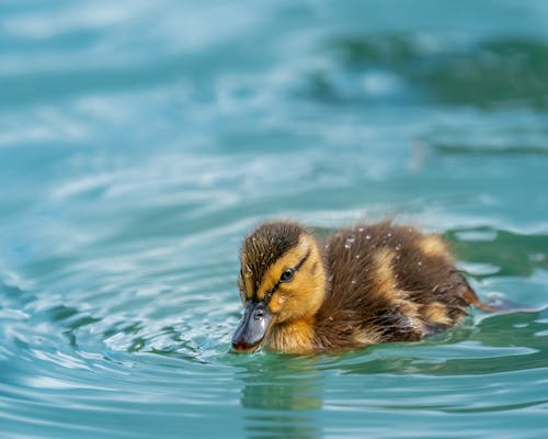 High angle of adorable fluffy duckling drinking water from blue lake on sunny day