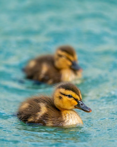 Fluffy ducklings floating in pond water