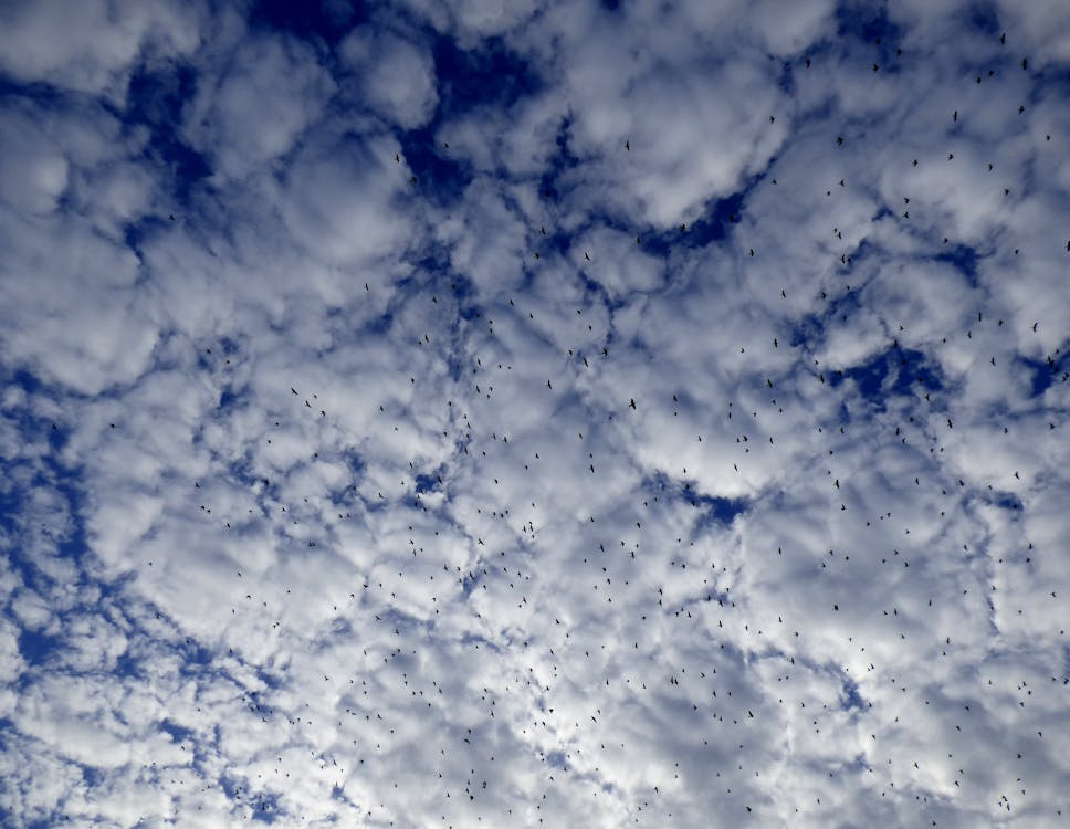 бесплатная Белое и голубое небо Стоковое фото