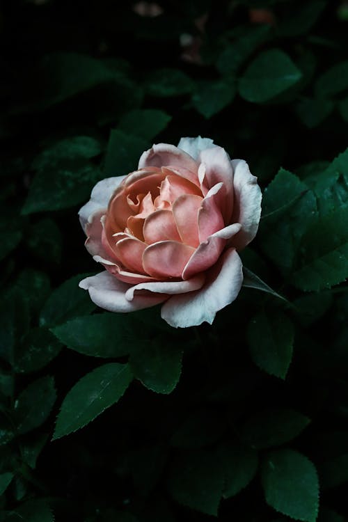 Pink Rose in Close-Up Photography