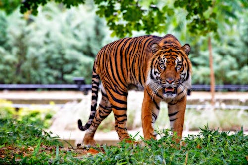 Harimau Di Atas Rumput Hijau Pada Siang Hari