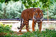 Tiger Above Green Grass during Day Time