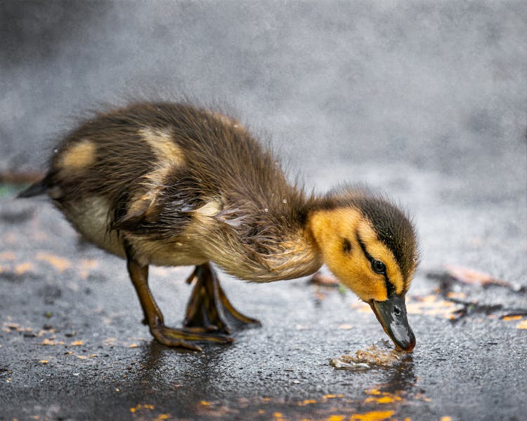 Duck Drinking Water In Rainy Weather