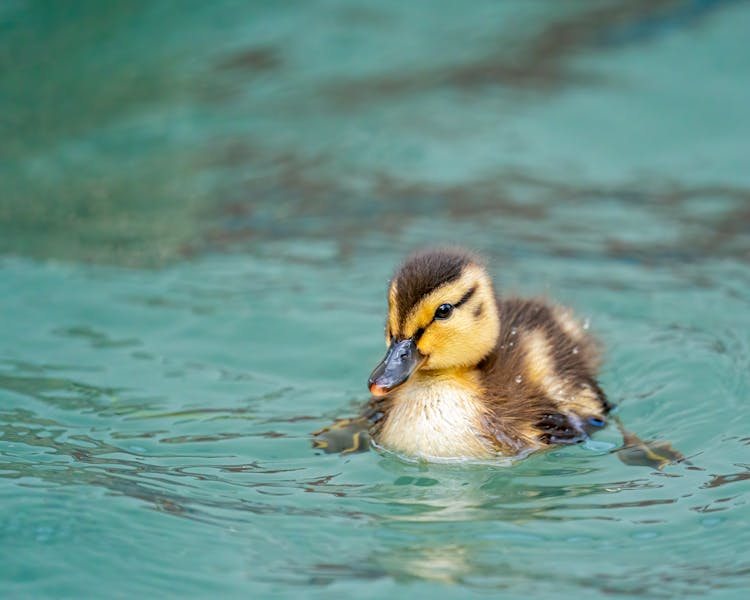 Little Cute Duck Swimming In River