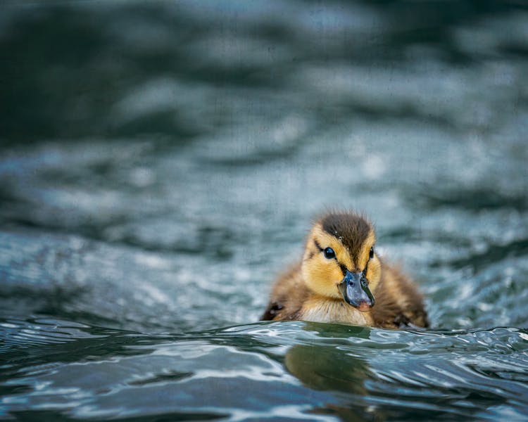 Small Cute Fluffy Duckling Riding Waves