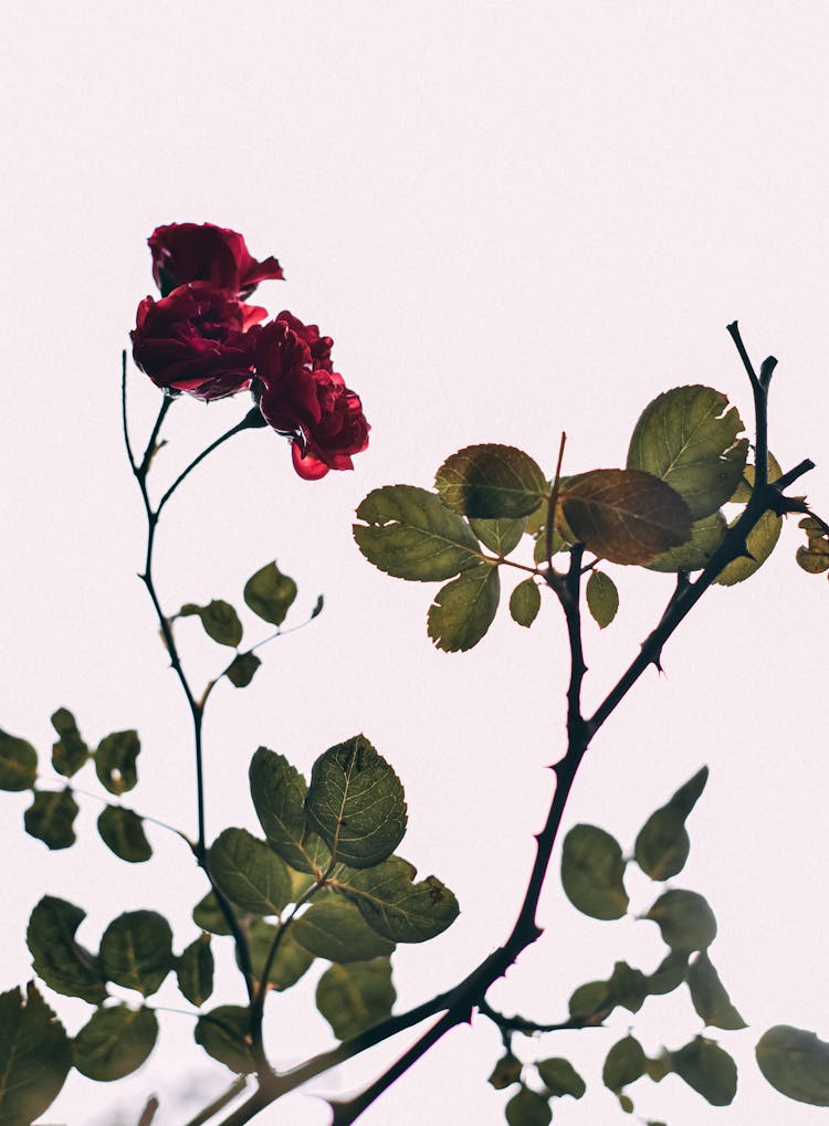 Twig Of Wild Fresh Rose With Leaves