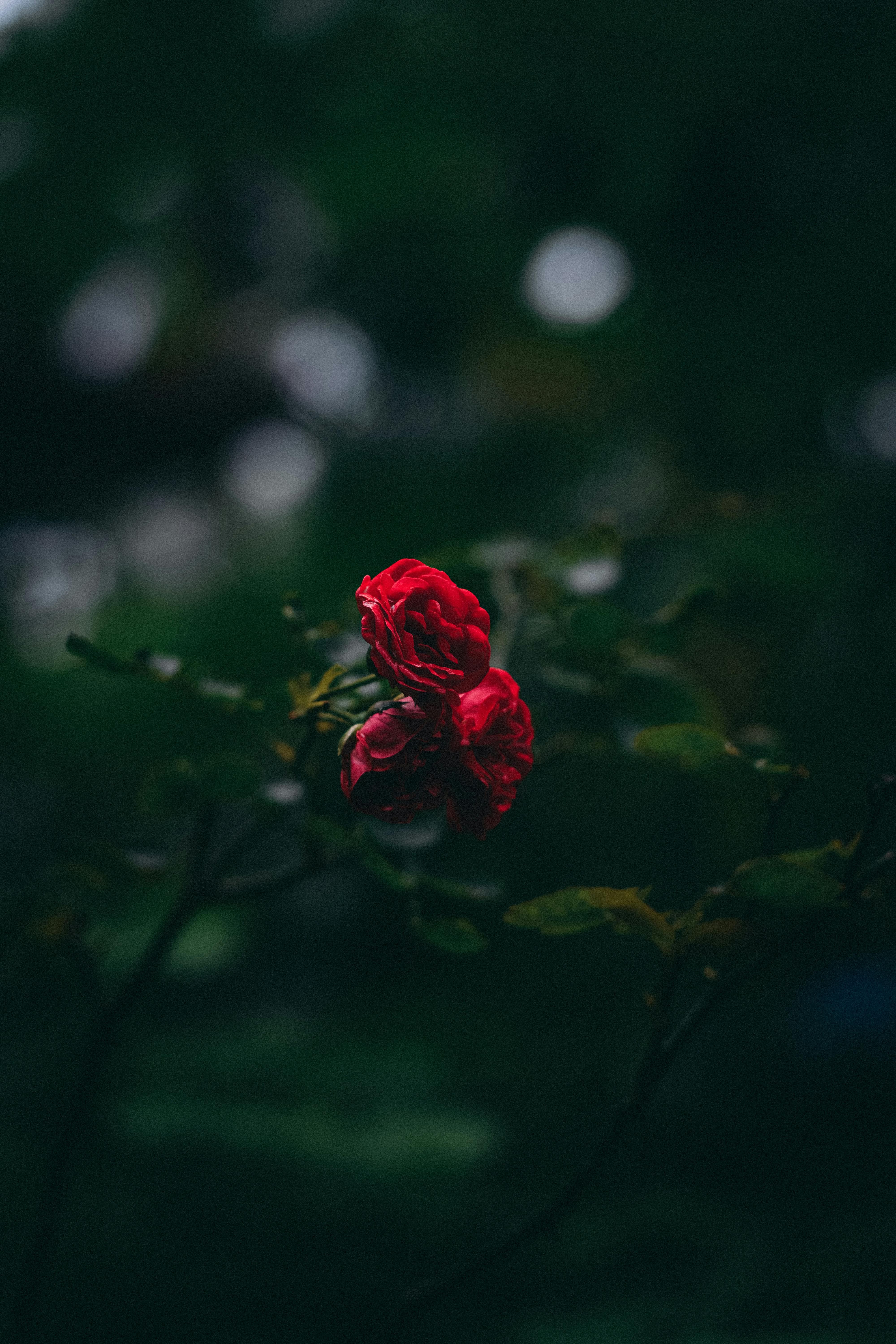 Close Up Of A Red Rose Free Stock Photo